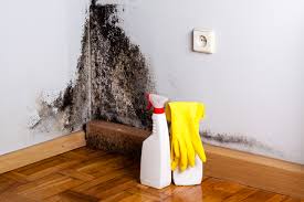 Best Mold Prevention Services  in Queens, NY